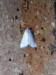 Tipanaea patulella