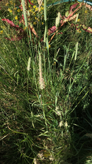 Phleum pratense