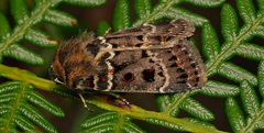 Proteuxoa sanguinipuncta