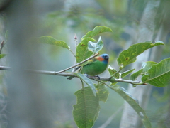 Tangara cyanocephala