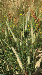 Phleum pratense