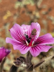 Anisodontea