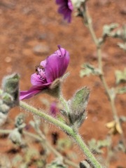 Anisodontea
