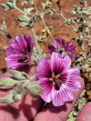 Anisodontea