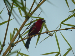Ramphocelus bresilius