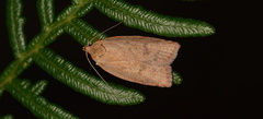 Prionocris