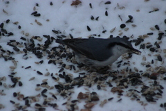 Sitta europaea asiatica