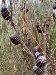 Allocasuarina distyla