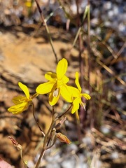 Cyanella lutea