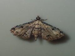 Sufetula