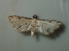 Sufetula