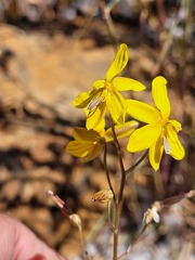 Cyanella lutea