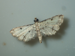 Sufetula