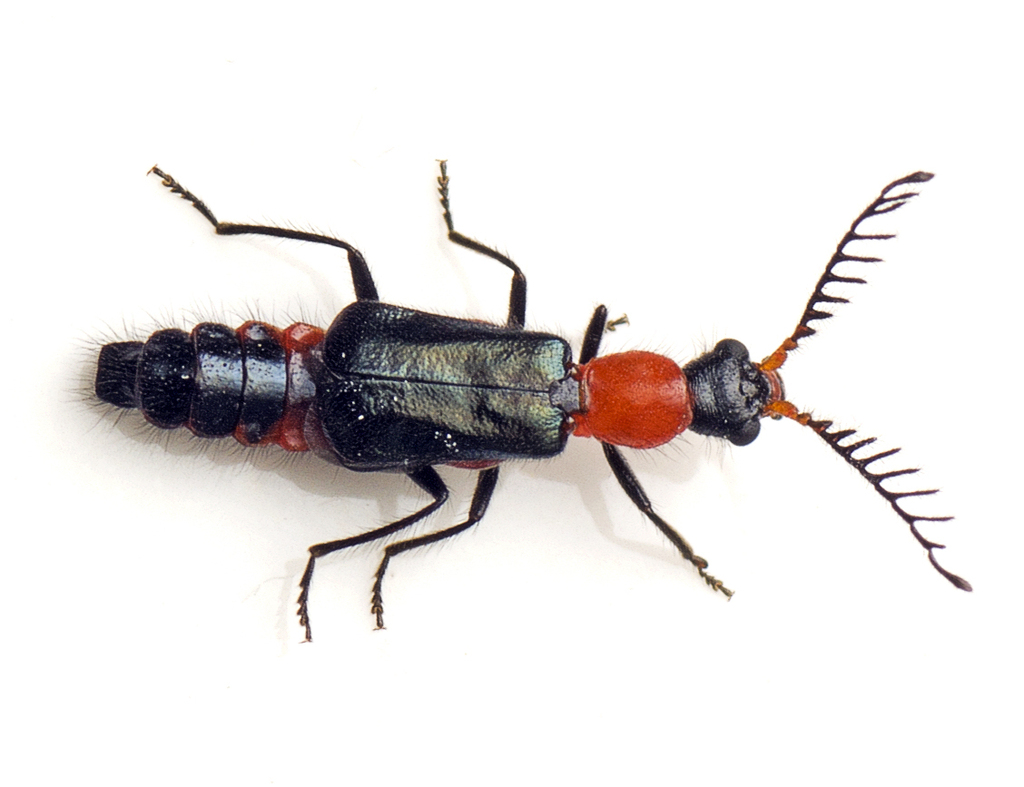 Balanophorus janthinipennis