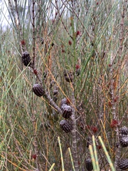 Allocasuarina distyla
