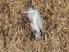 Ardea cinerea