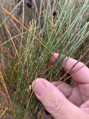 Allocasuarina distyla