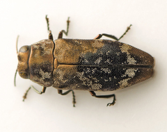 Diphucrania