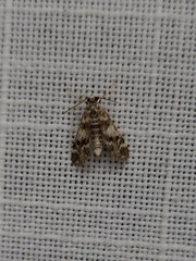 Hygraula nitens