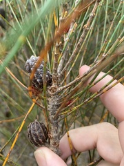 Allocasuarina distyla