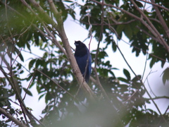 Cyanocorax caeruleus