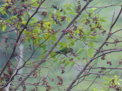 Pyrrhura frontalis