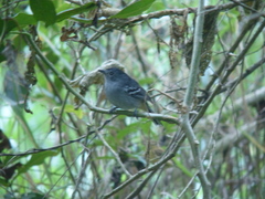 Thamnophilus caerulescens