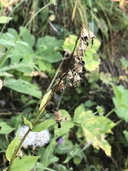 Campanula rhomboidalis