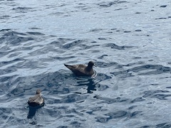 Procellaria parkinsoni