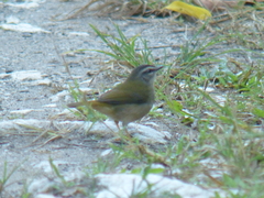 Myiothlypis rivularis