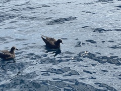 Procellaria parkinsoni