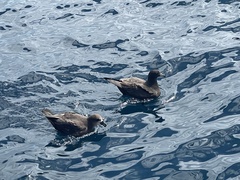 Procellaria parkinsoni