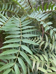 Acacia elata