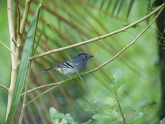 Thamnophilus caerulescens