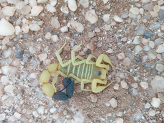 Parabuthus namibensis