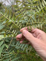 Acacia elata