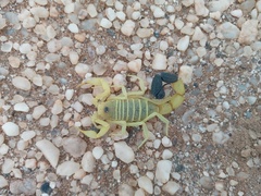 Parabuthus namibensis