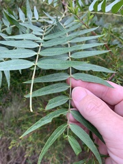 Acacia elata
