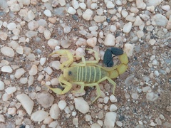 Parabuthus namibensis