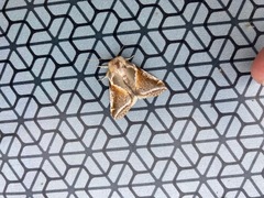 Habrosyne pyritoides