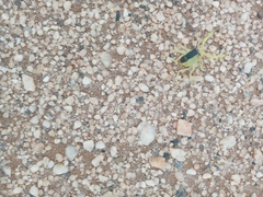 Parabuthus namibensis