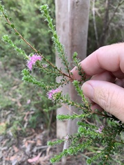 Kunzea parvifolia