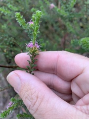 Kunzea parvifolia