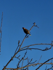 Bombycilla garrulus garrulus