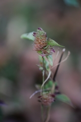 Phaulopsis imbricata