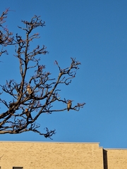Bombycilla garrulus garrulus