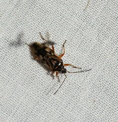 Trisecus pictus