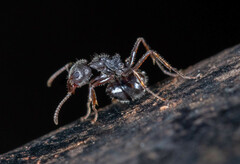 Dolichoderus thoracicus