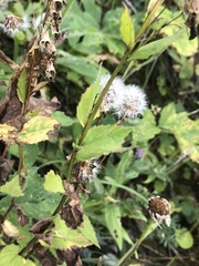 Campanula rhomboidalis