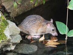Rattus norvegicus